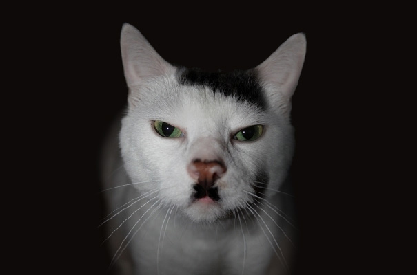 (foto: BoredPanda)