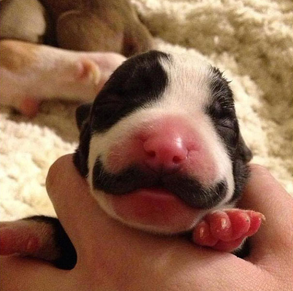 (foto: BoredPanda)