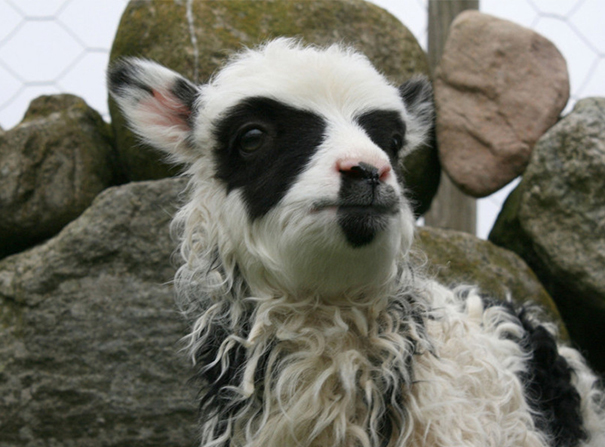 (foto: BoredPanda)
