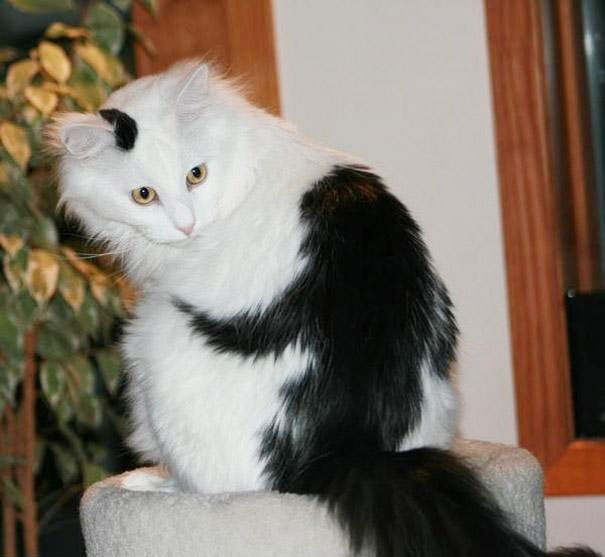 (foto: BoredPanda)