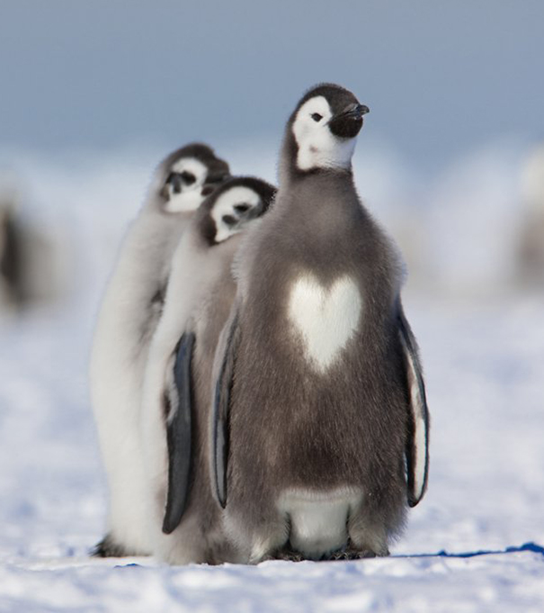 (foto: BoredPanda)