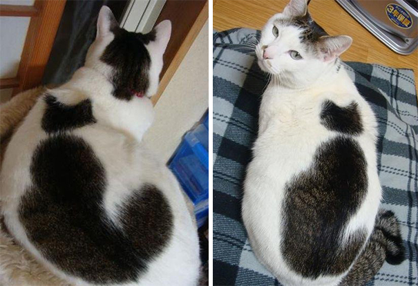 (foto: BoredPanda)