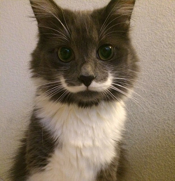 (foto: BoredPanda)
