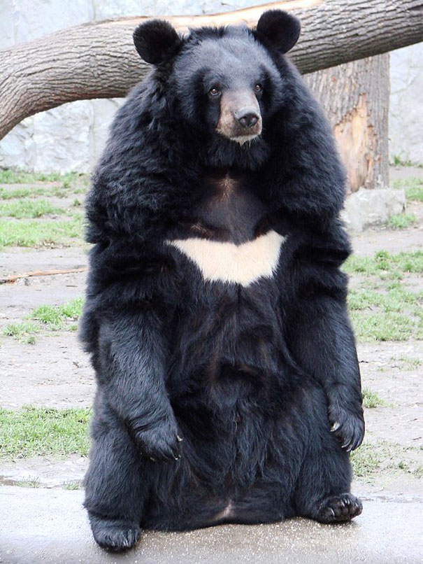 (foto: BoredPanda)