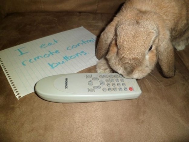 (foto: Web)