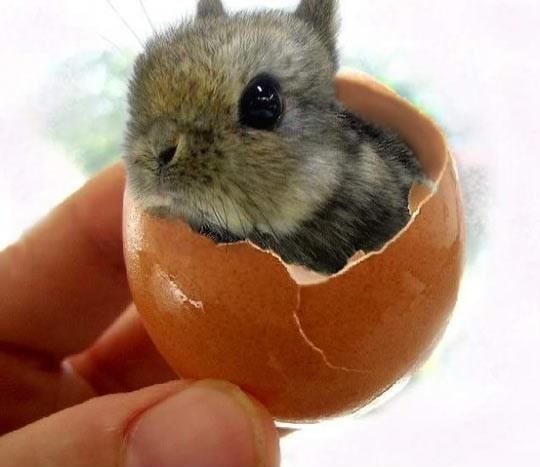 (foto: Web)