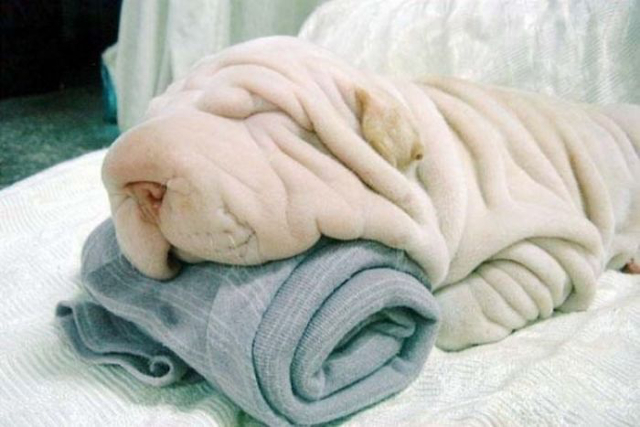 (Foto: boredpanda.com)