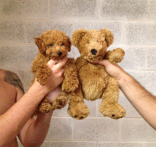 (Foto: boredpanda.com)