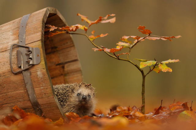 (foto: Web)