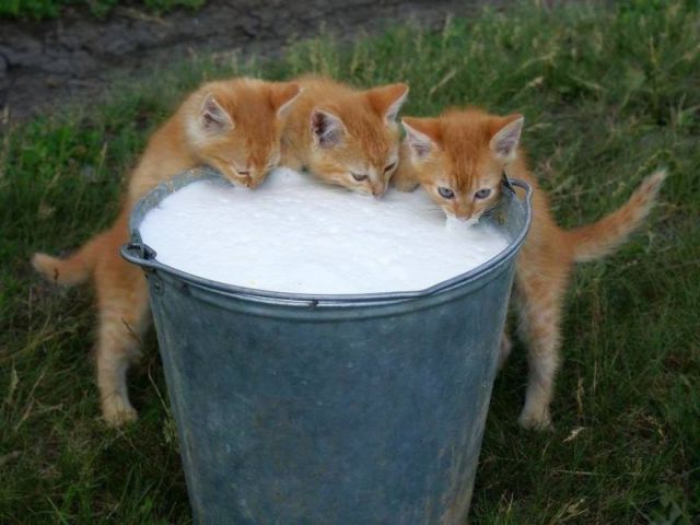 (foto: Web)