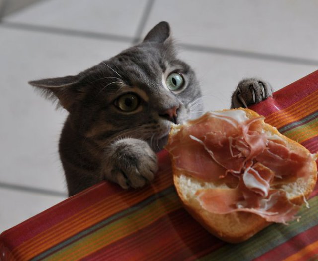 (foto: Web)