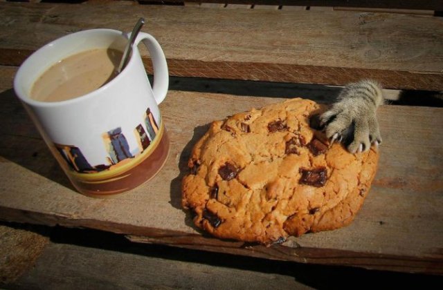 (foto: Web)