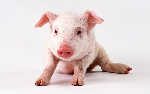 Foto: Pinterest.com