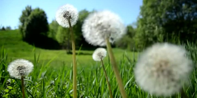 Fonte: web