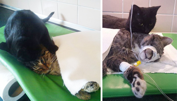 Rademenesa, il Gatto Infermiere che Assiste i Malati