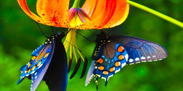 Fonte: Web