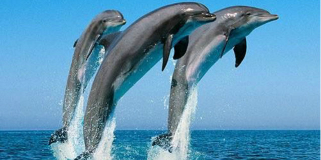 i delfini si chiamano per nome