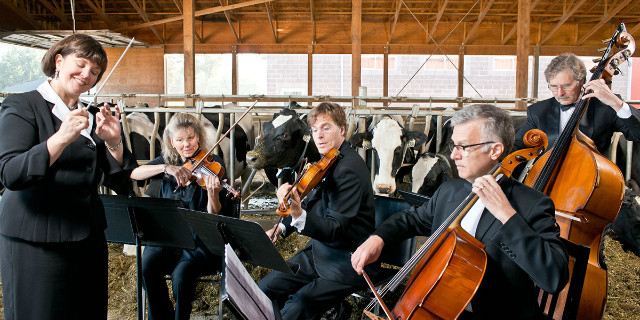 le mucche amano la musica