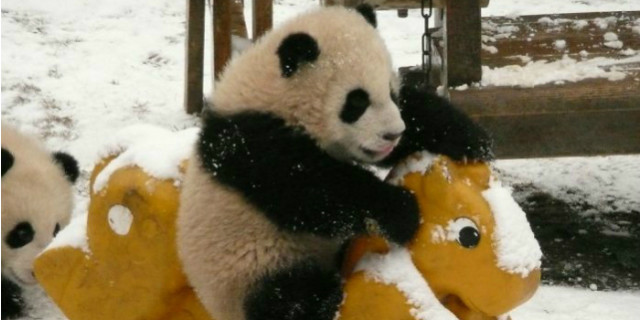 uccidere panda cina reato