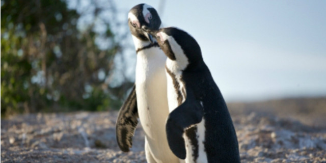 dichiarazioni amore pinguini