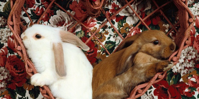 (Foto: Web)