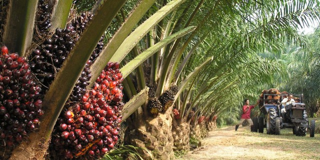 Fonte: web