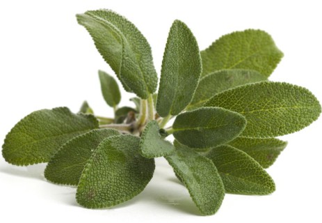 salvia-denti
